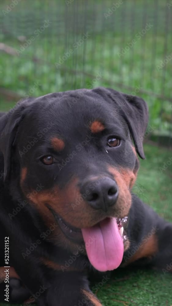 Handsome Rottweiler dog portrait. Close up view. Vertical video.
