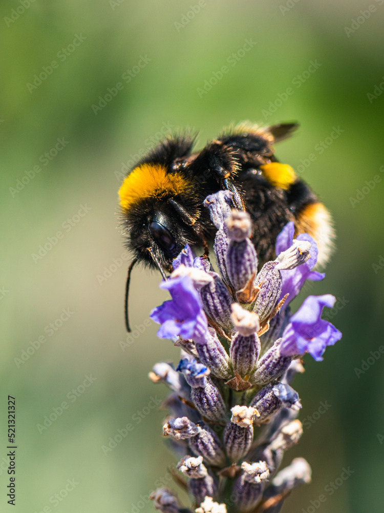 Buff-tailed Bumblebee, Bombus terrestris on lavender flowers Buff-tailed Bumblebee, Bombus terrestris on lavender flowers