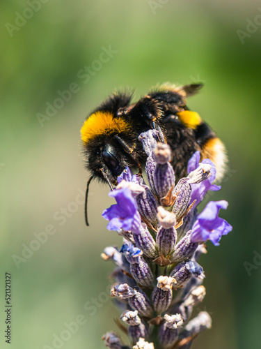 Buff-tailed Bumblebee, Bombus terrestris on lavender flowers © Maciej Olszewski