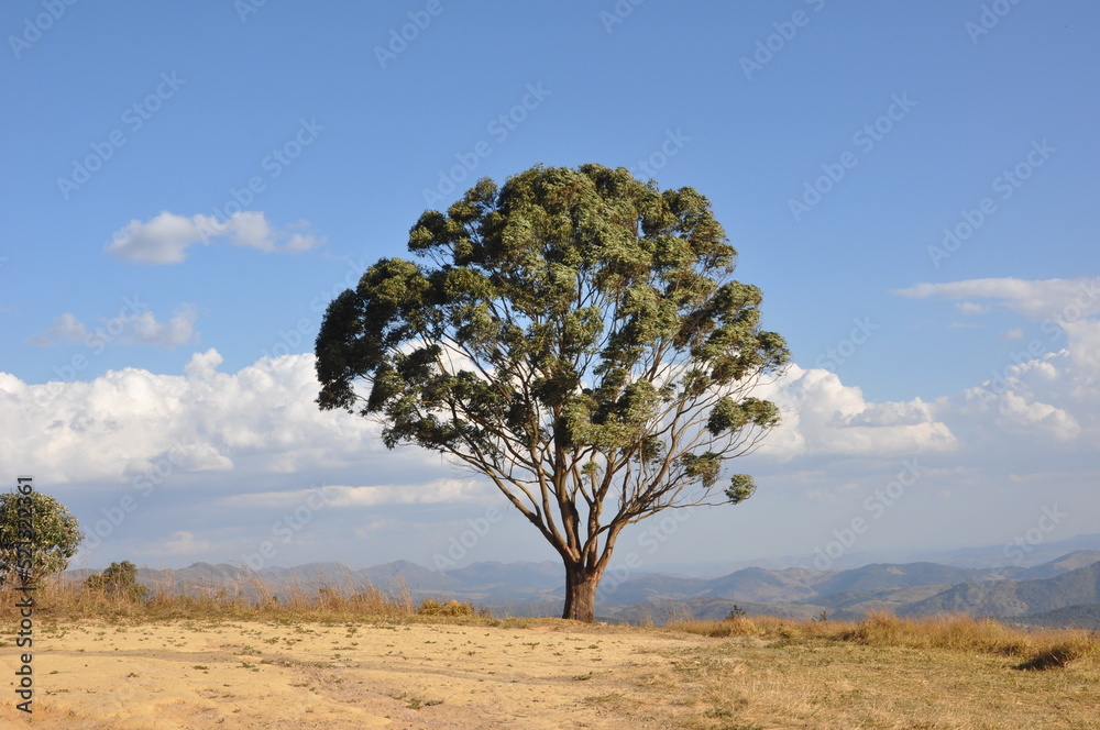 tree in the desert arvore vida natureza