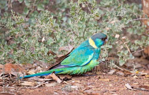 Port lincoln ringneck parrot in the flinders ranges, South Australia.