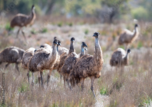 Fotografija flock of emus in the  flinderes ranges, South Australia.