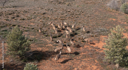 Wild emu flock in outback Queensland, Australia.