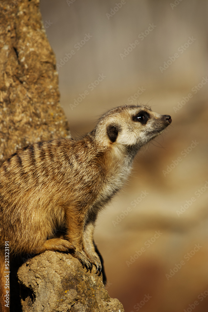 Fototapeta premium Meerkat Suricate siting on a rock - vertical