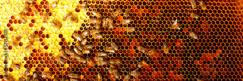 Bees in a beehive on wax. Fresh honey © maykal