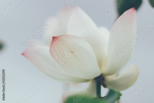 Fototapeta Naklejka Na Ścianę i Meble -  white magnolia flower