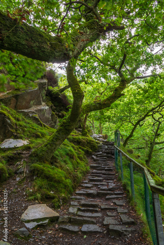 path in the forest