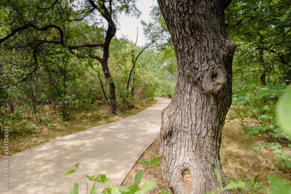 tree in the park