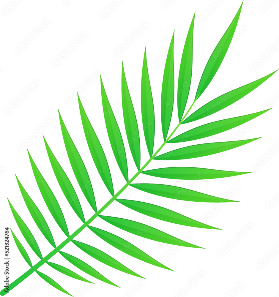 Fototapeta premium Summer exotic palm leaf foliage, tropical nature concept.