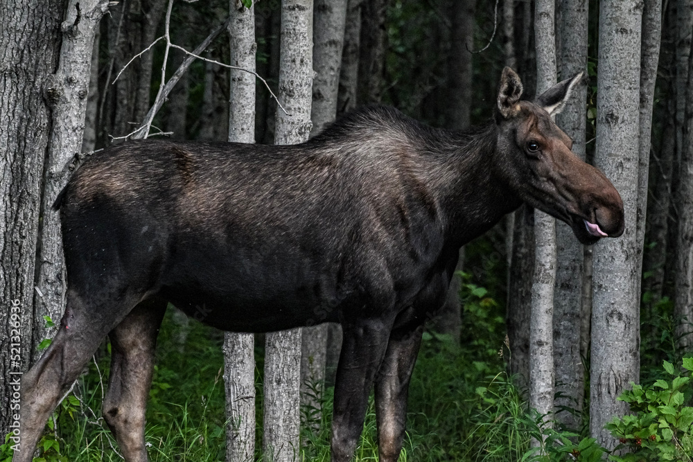 Naklejka premium moose in the woods