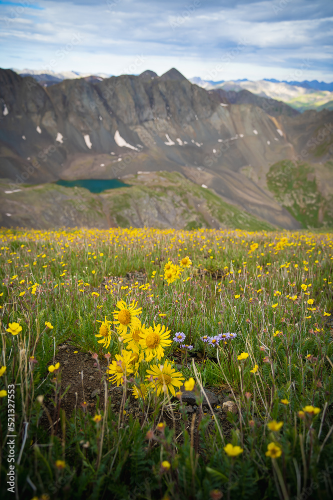 Fototapeta premium Colorado mountain in summer with wild flowers