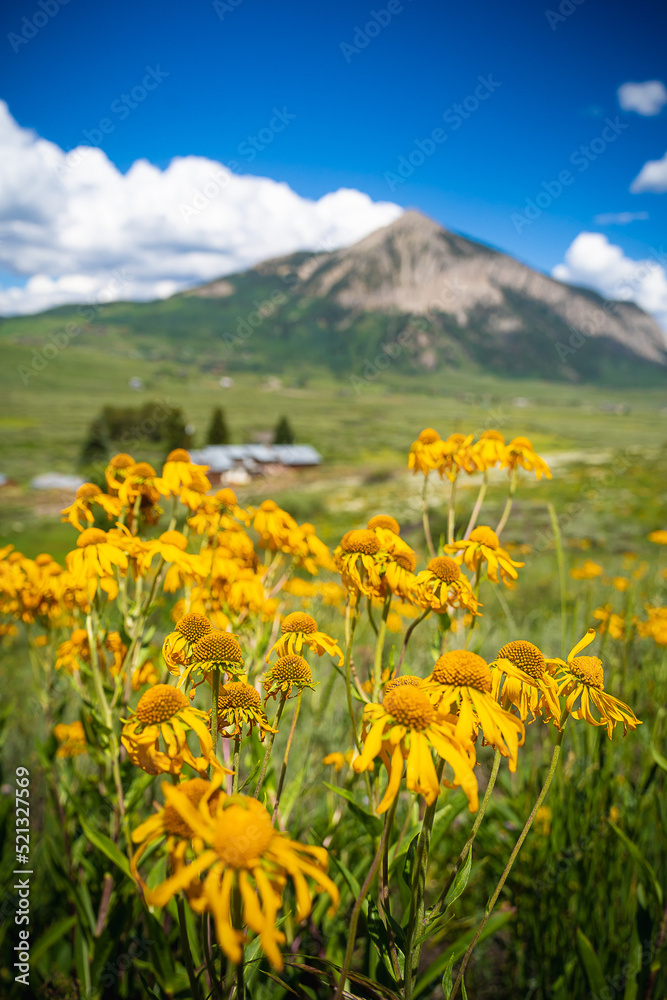 Colorado mountain in summer with wild flowers