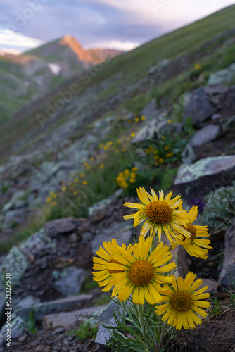 Colorado mountain in summer with wild flowers