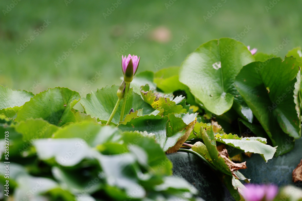 The lotus in the pot The lotus in the pot