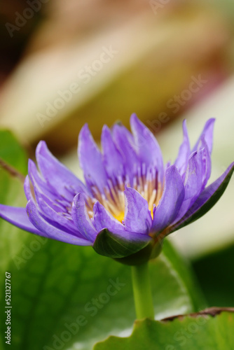 The lotus in the pot