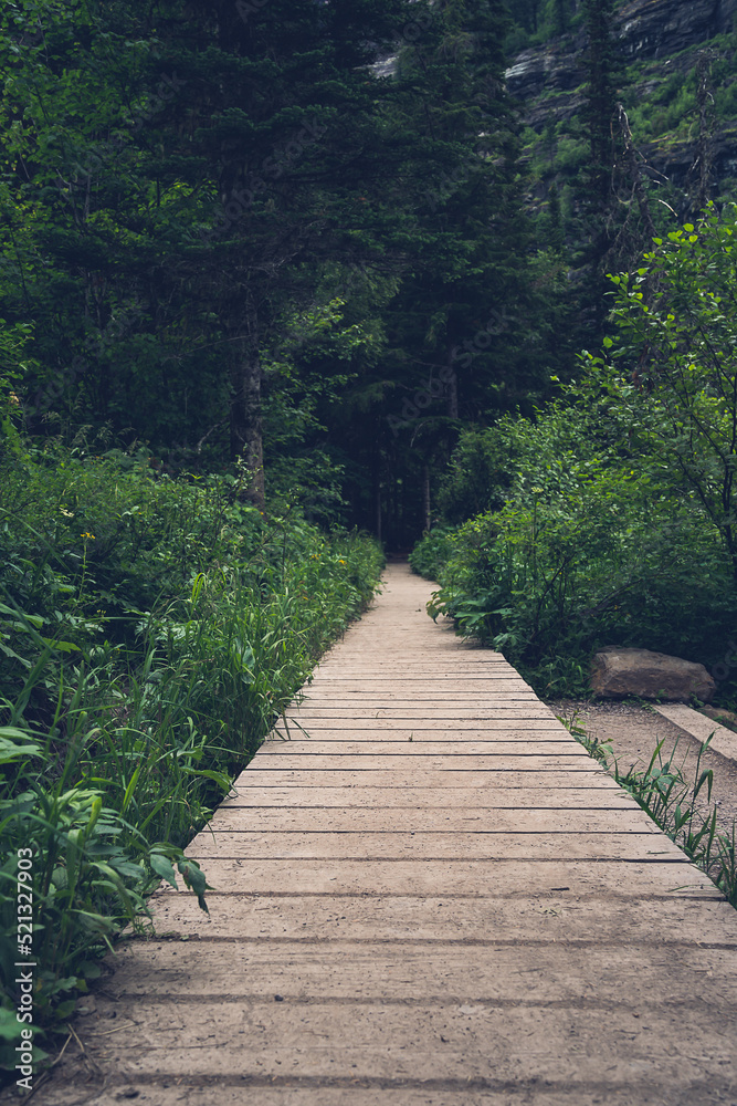 Obraz premium lush forest trail walk way