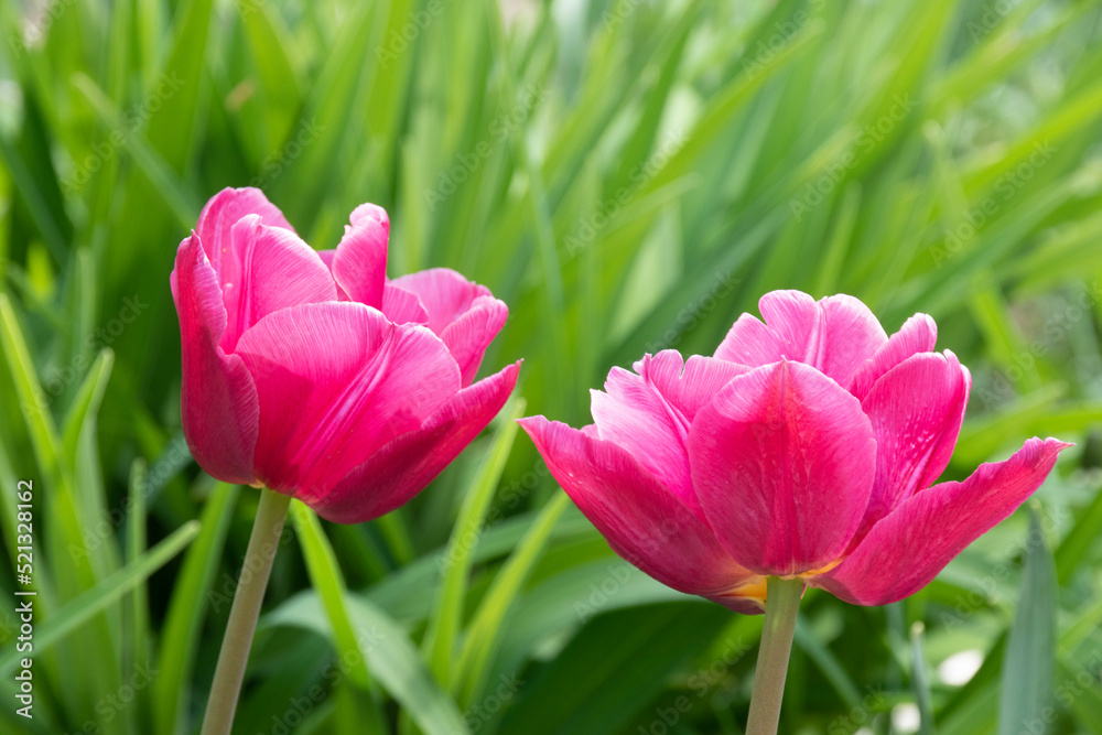 pink tulips in spring pink tulips in spring