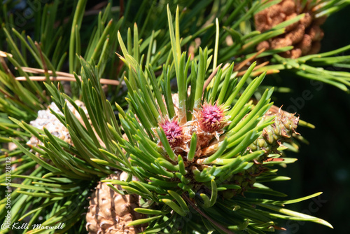 close up of a pine tree