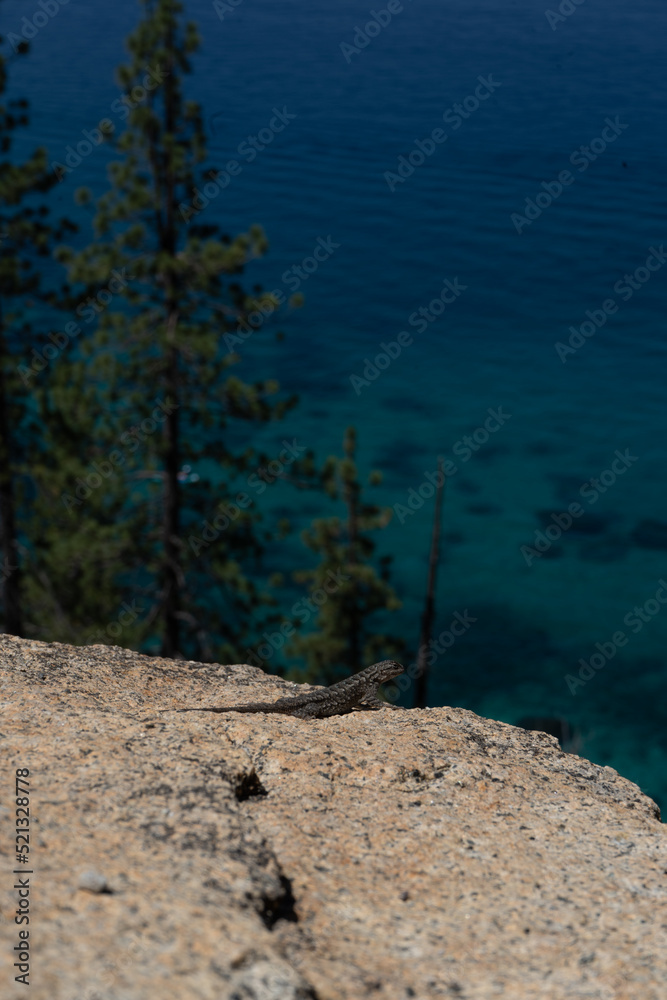Lizard in lake tahoe 