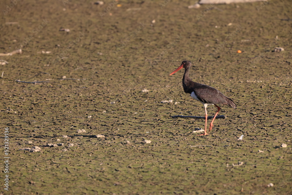 Fototapeta premium Black stork (Ciconia nigra) in Japan