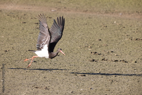 Black stork (Ciconia nigra) in Japan photo