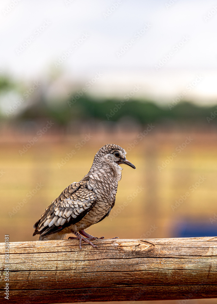 Obraz premium bird on a fence