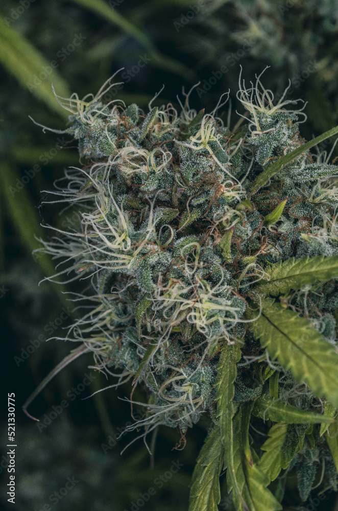 weed in flowering to cannabis club so high weed in flowering to cannabis club so high