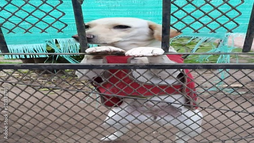 Dog standing on 2 legs behind grille of house