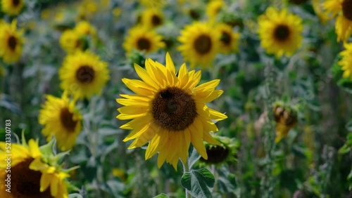 Sunflower Field in Summertime photo