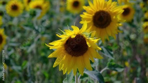 Sunflower Field in Summertime photo