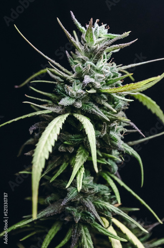 Fotografia weed in flowering to cannabis club so high