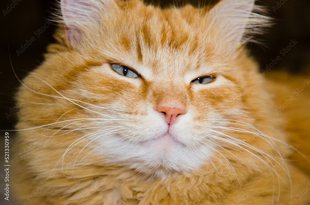 portrait of an orange cat