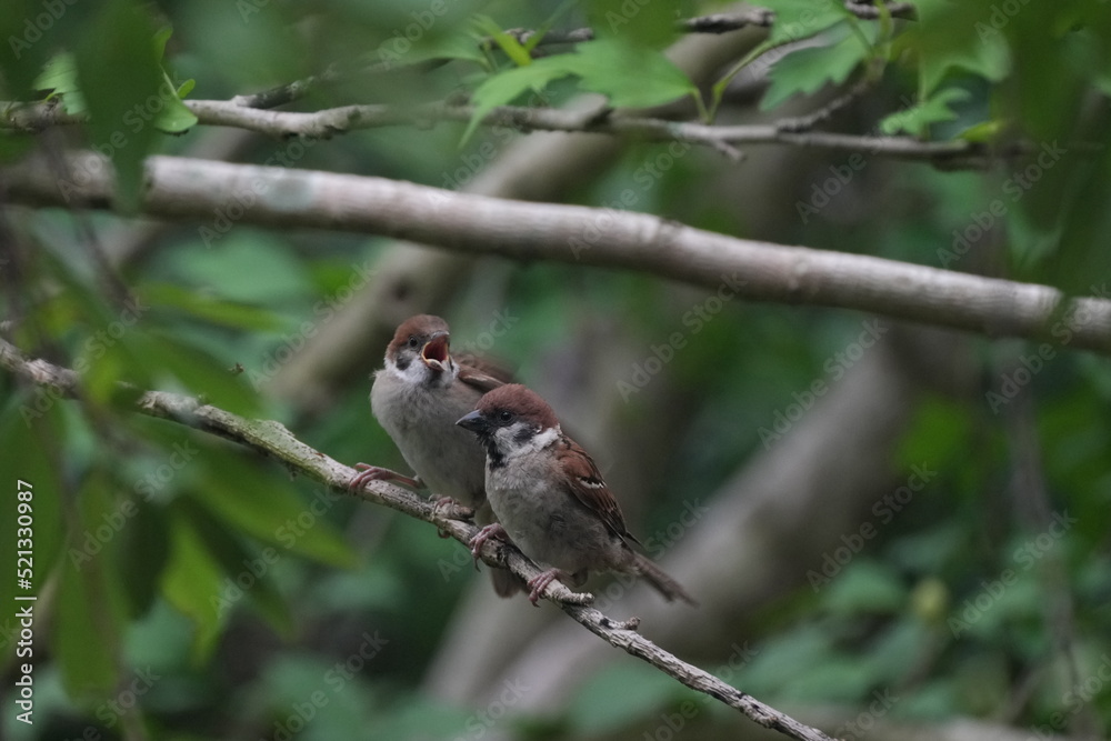 sparrow on a branch sparrow on a branch