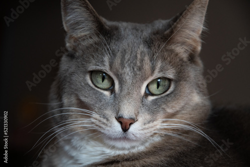 Gray  cat portrait