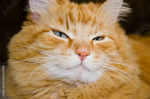portrait of an orange cat