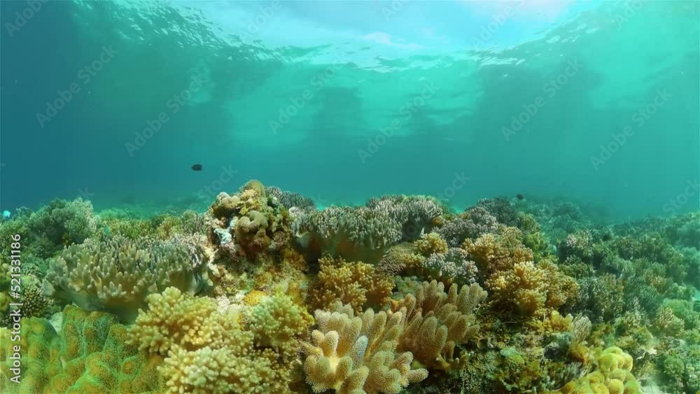 Tropical fishes and coral reef at diving. Underwater world with corals and tropical fishes. Philippines. Tropical fishes and coral reef at diving. Underwater world with corals and tropical fishes. Philippines.