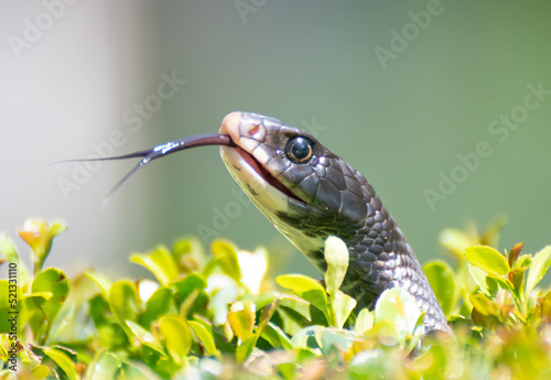 Close up of black snake with tongue out