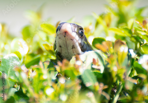 Black Snake close up