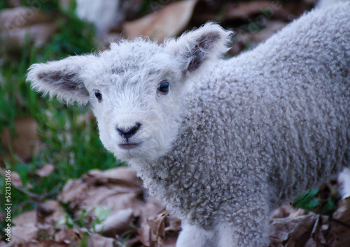 Baby lamb