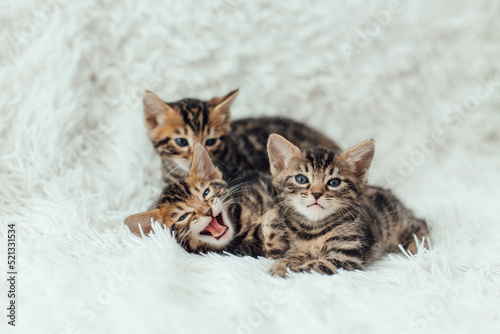 Three little bengal kittens on the white fury blanket © Smile