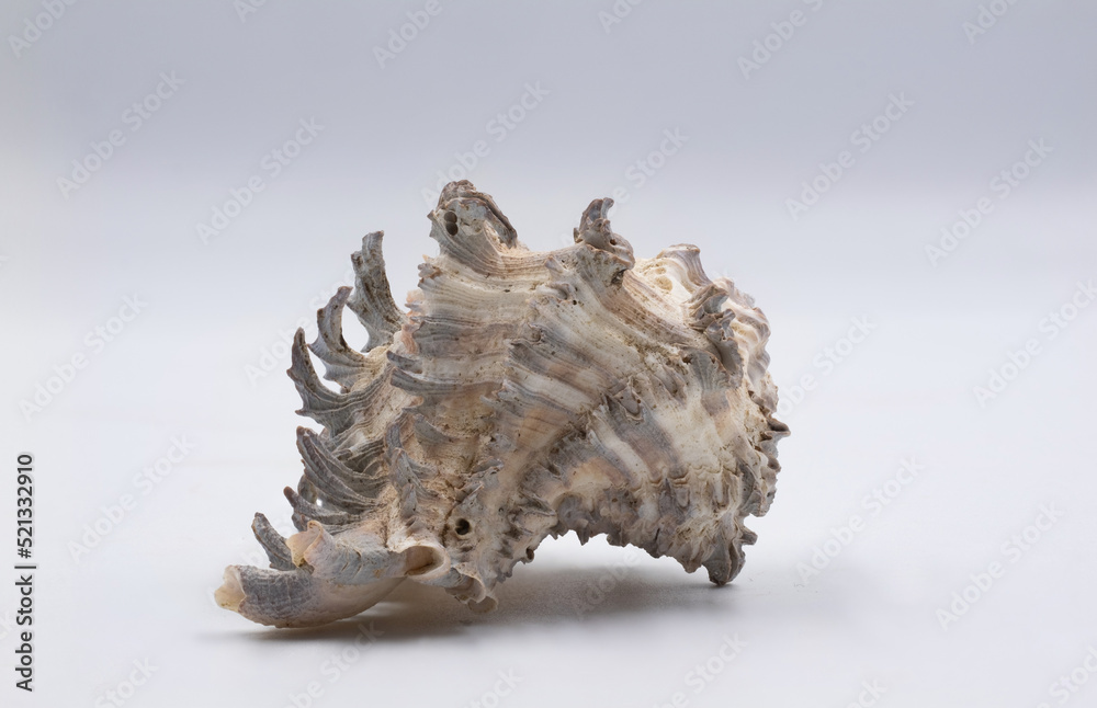 Sea shell isolated on white background Sea shell isolated on white background