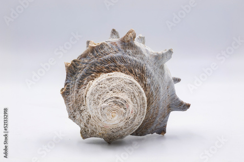 Sea shell isolated on white background