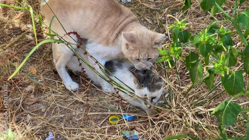 Homeless cats making love outdoors