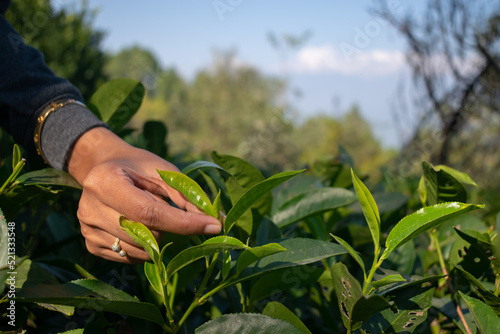 Fotografie Hand of a woman plucking tea leaves from the farm