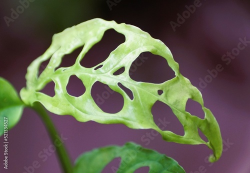 Beautiful leaf of Monstera Obliqua Peru, a rare tropical plant photo