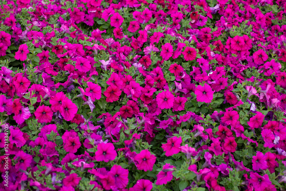 Field of pink petunias flowers, top view. Floral background of magenta blooming petunias. Petunia pattern close up Field of pink petunias flowers, top view. Floral background of magenta blooming petunias. Petunia pattern close up