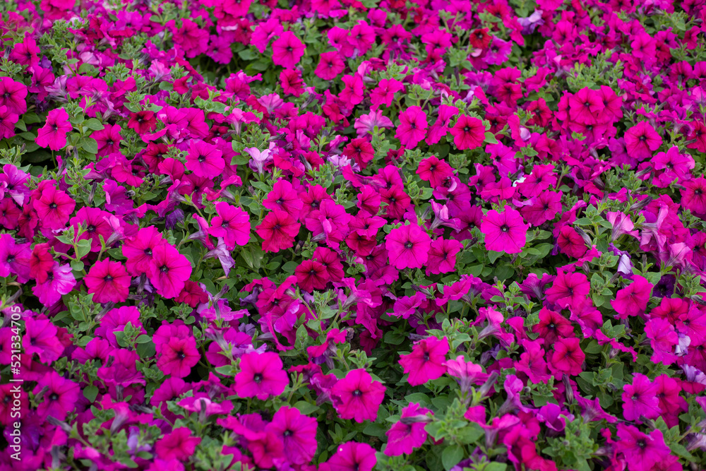 Field of pink petunias flowers, top view. Floral background of magenta blooming petunias. Petunia pattern close up