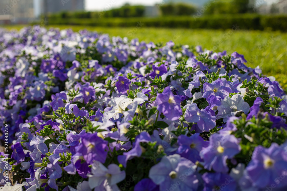 Flowerbed with purple blooming petunias at sunny day. Field of violet petunias flowers closeup. Petunia pattern close up Flowerbed with purple blooming petunias at sunny day. Field of violet petunias flowers closeup. Petunia pattern close up