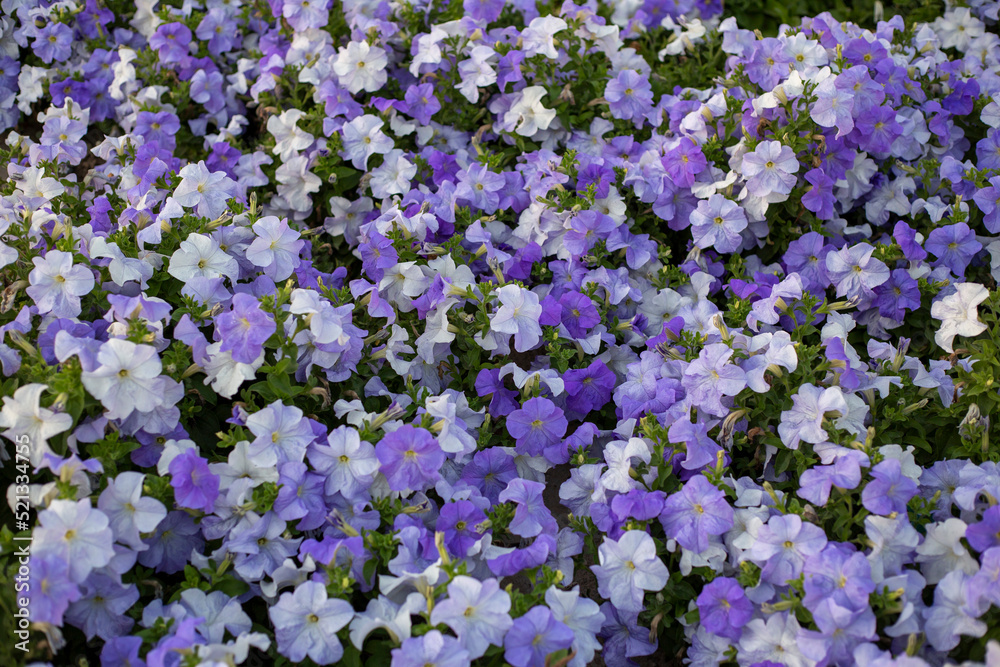 Floral background of purple blooming petunias. Field of violet petunias flowers, top view. Petunia pattern close up Floral background of purple blooming petunias. Field of violet petunias flowers, top view. Petunia pattern close up