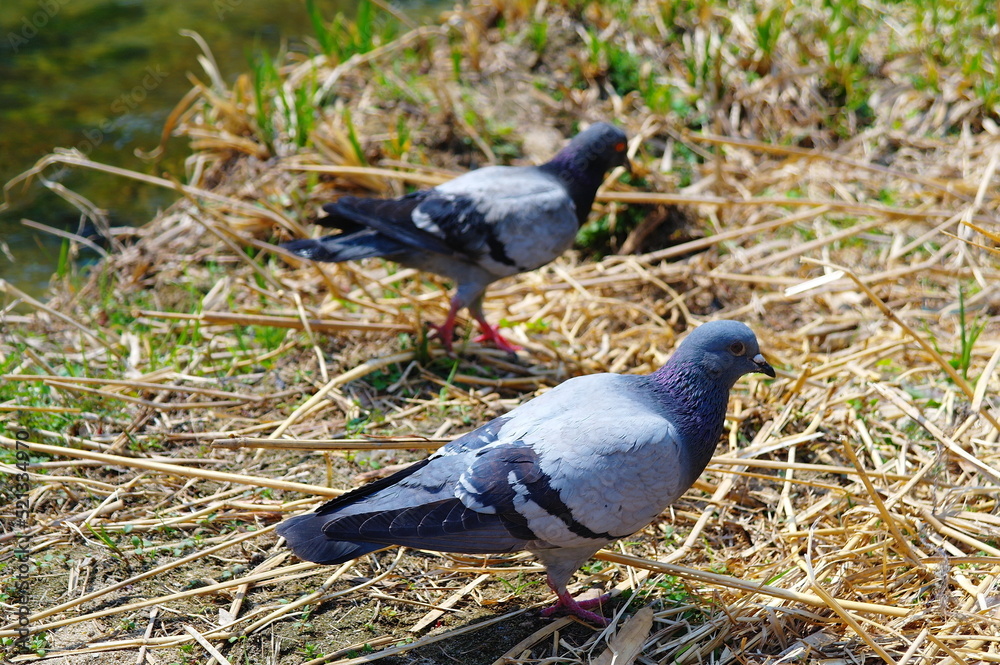 Obraz premium pigeon on the ground